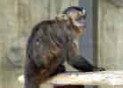動物図鑑・フサオマキザルの写真 11